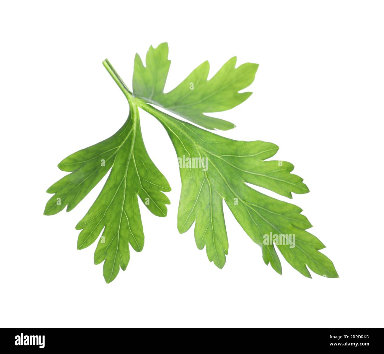 Fresh green parsley leaf isolated on white Stock Photo - Alamy