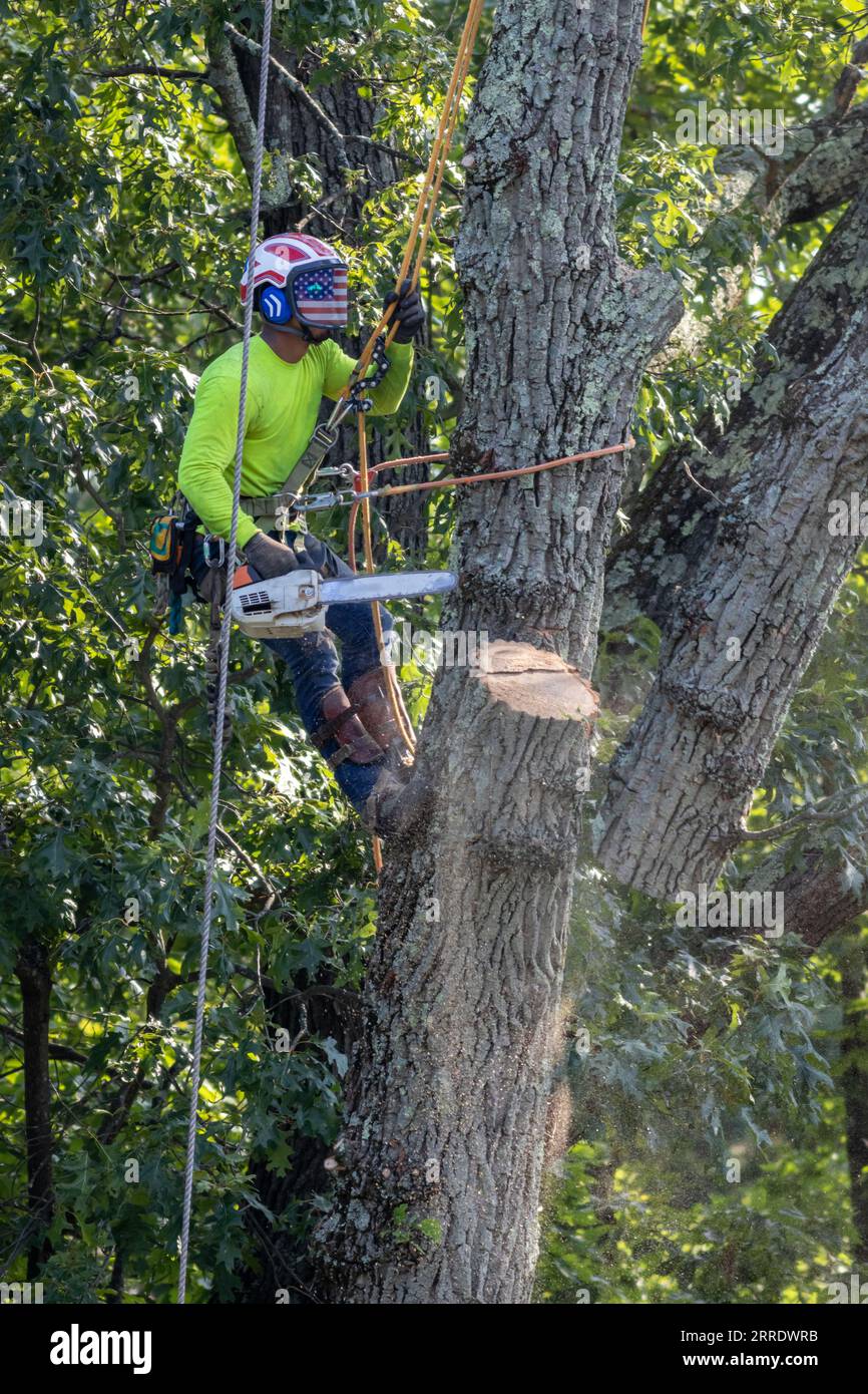 Arborist tree cutter actively cutting large tree chainsaw ropes sawdust summer morning Stock Photo