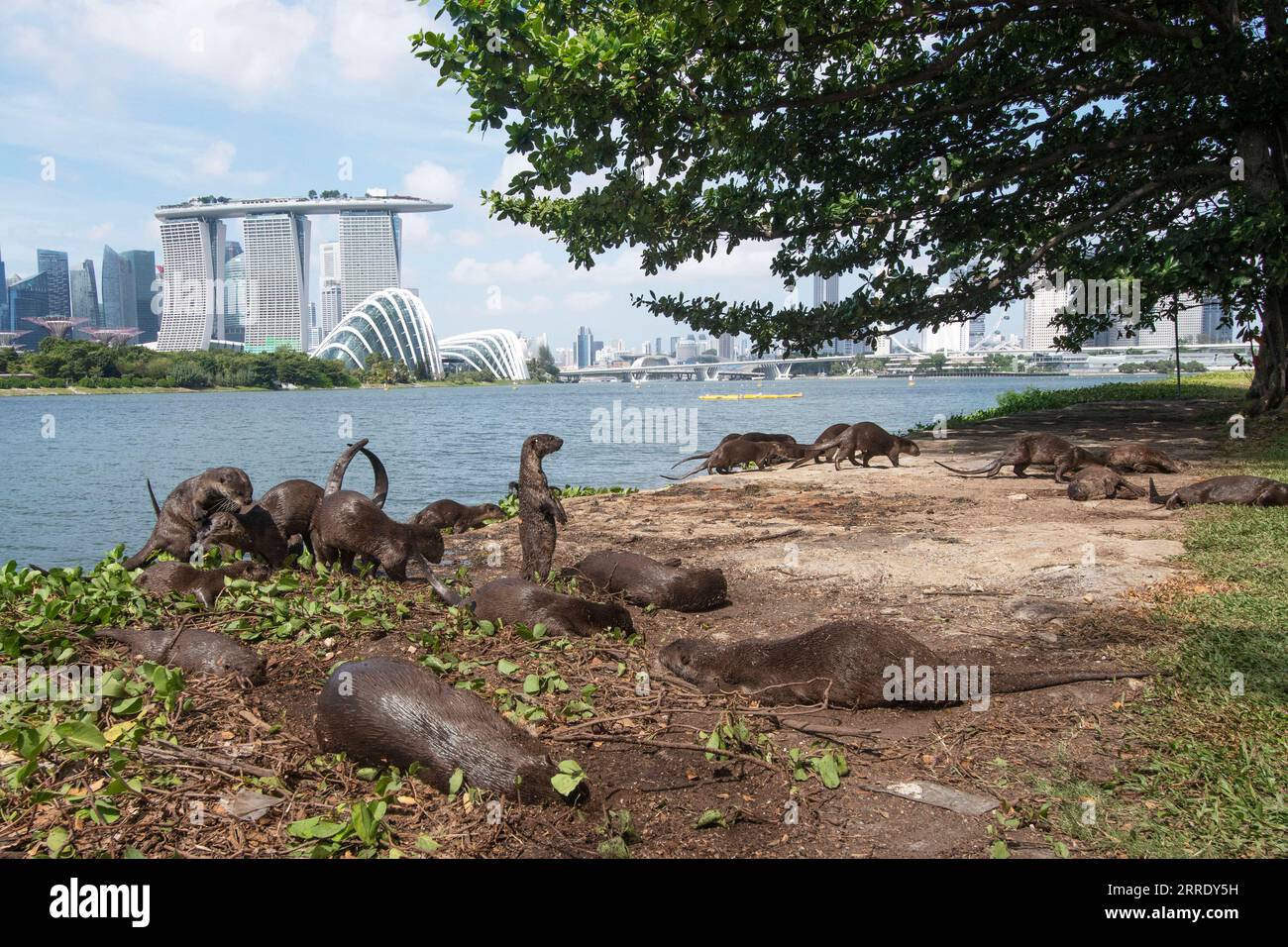 220113 -- SINGAPORE, Jan. 13, 2022 -- Smooth-coated otters, famously