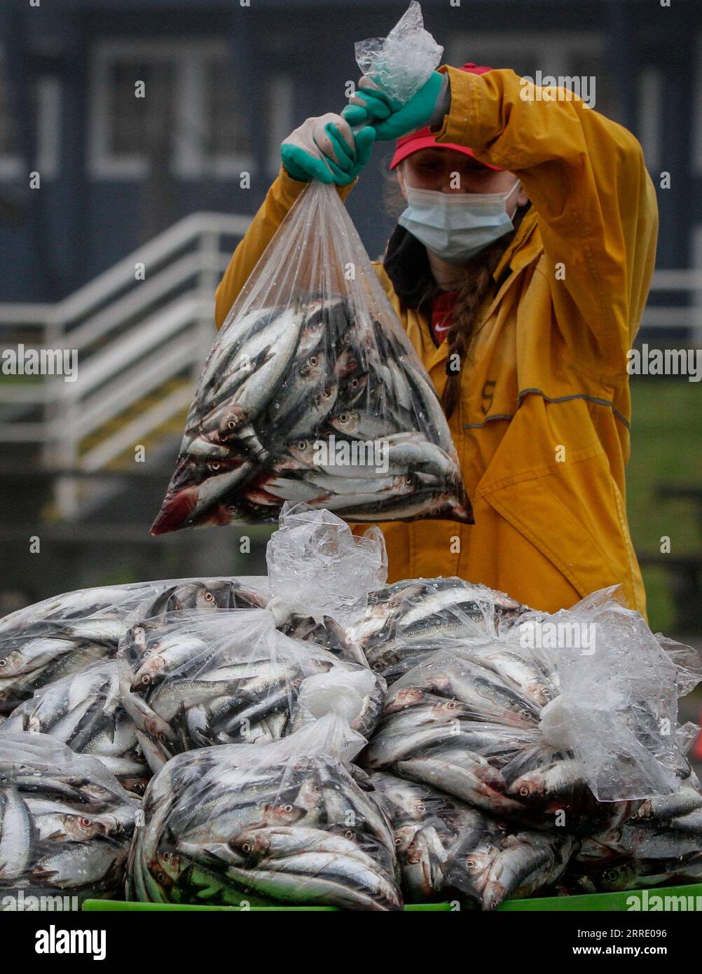 220116 RICHMOND, Jan. 16, 2022 A volunteer packages fish during the annual Fishermen