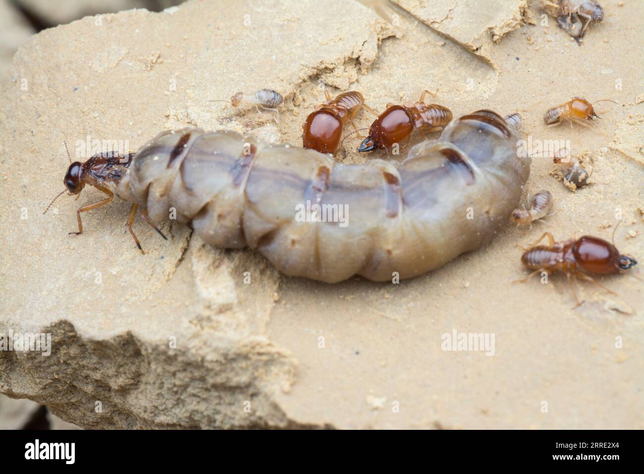 Scene and types of termites found in the mound hill. Stock Photo
