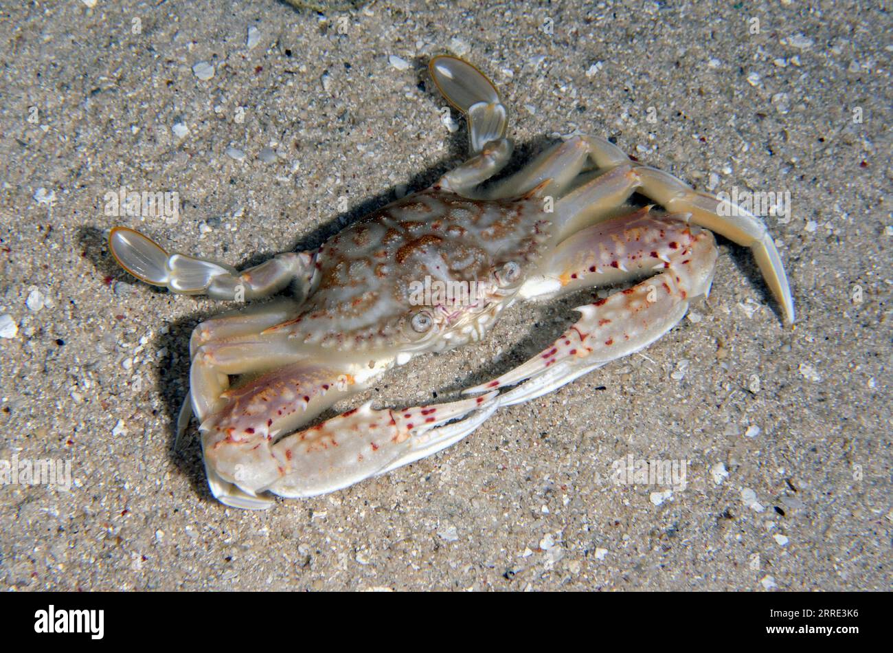 Swimming Crab, Thalamita sp, on sand, night dive, Sakokreng Jetty dive site, Dampier Strait, Raja Ampat, West Papua, Indonesia Stock Photo