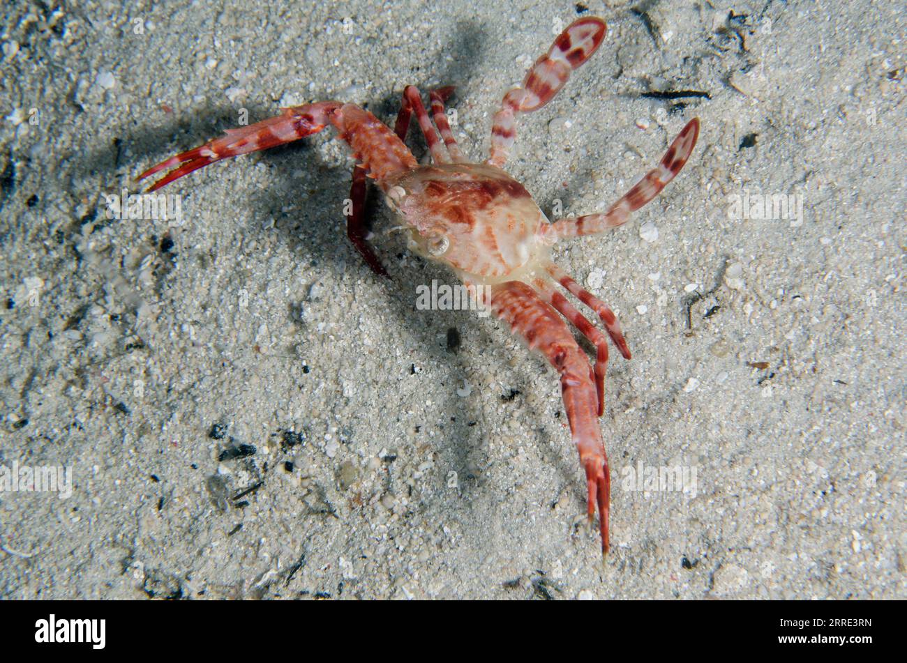 Swimming Crab, Thalamita sp, on sand, night dive, Sakokreng Jetty dive site, Dampier Strait, Raja Ampat, West Papua, Indonesia Stock Photo