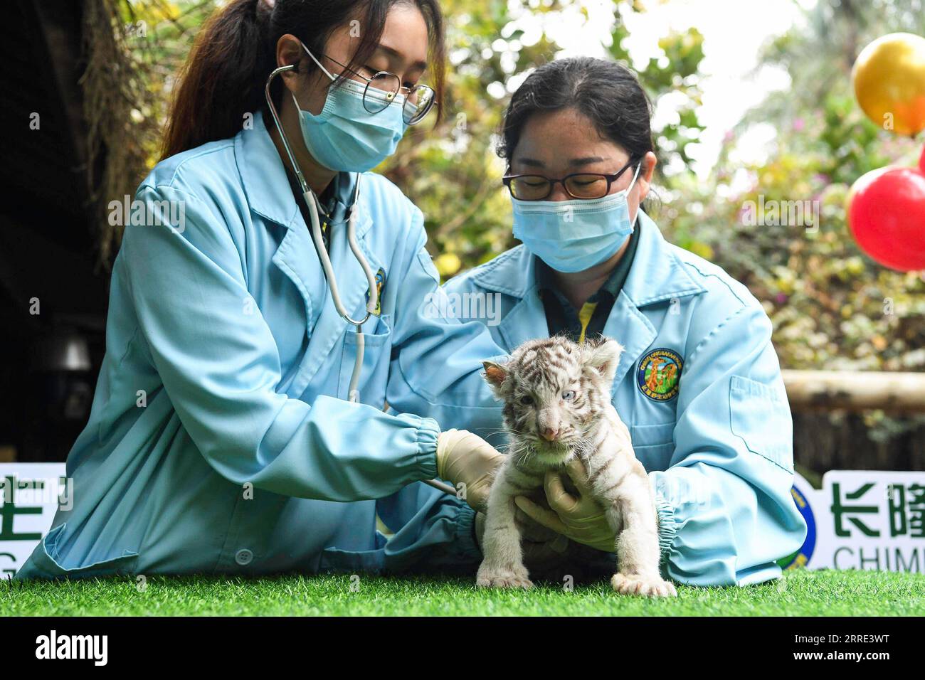 Guangdong tigers hi-res stock photography and images - Alamy