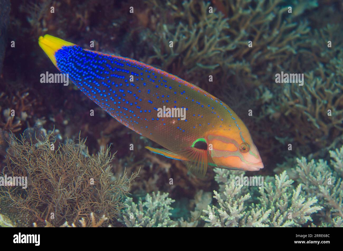 Adult Yellowtail Coris, Coris gaimard, Batu Rufos dive site, Penemu Island, Dampier Strait, Raja Ampat, West Papua, Indonesia Stock Photo