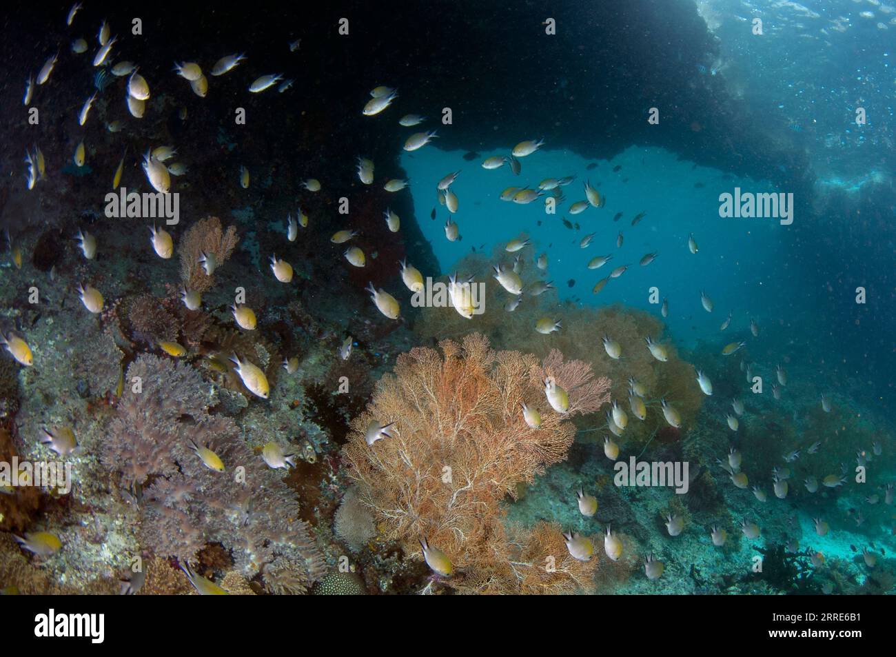 Philippines Chromis, Chromis scotochiloptera, and Sea Fan, Melithaea sp, by arch, Batu Rufos dive site, Penemu Island, Dampier Strait, Raja Ampat, Wes Stock Photo