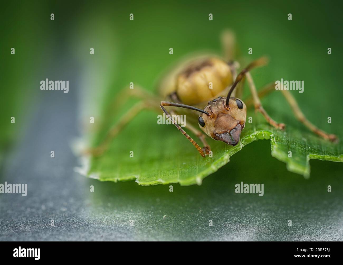 giant queen of Alate ants Stock Photo Alamy
