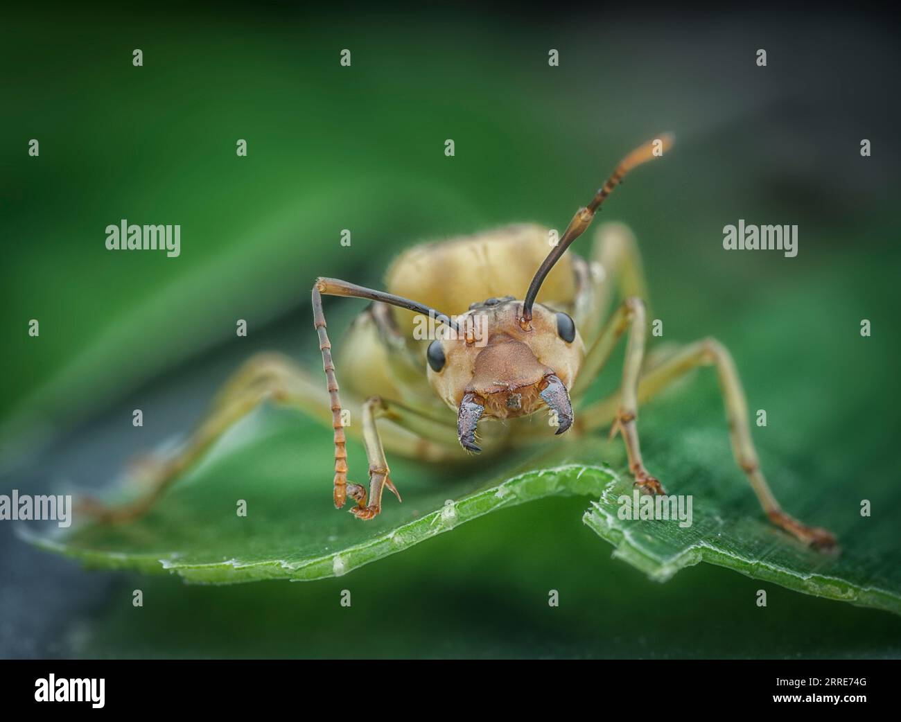 giant queen of Alate ants. Stock Photo