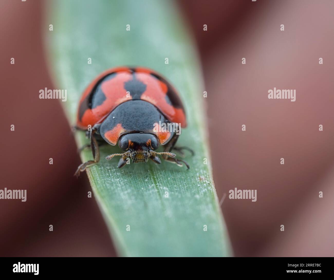 close shot of tiny asian ladybeetle Stock Photo