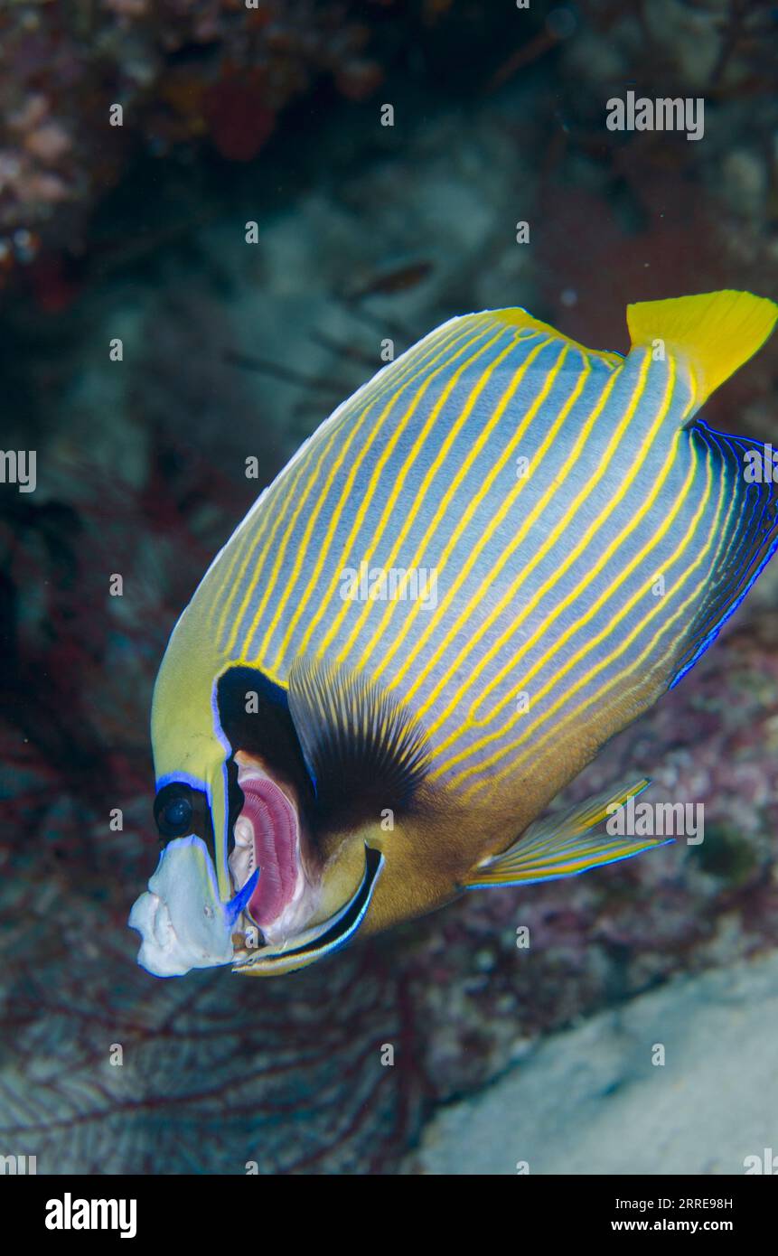 Emperor Angelfish, Pomacanthus imperator, having gills cleaned by Bluestreak Cleaner Wrasse, Labroides dimidiatus, Nudi Rock dive site, Misool Island, Stock Photo