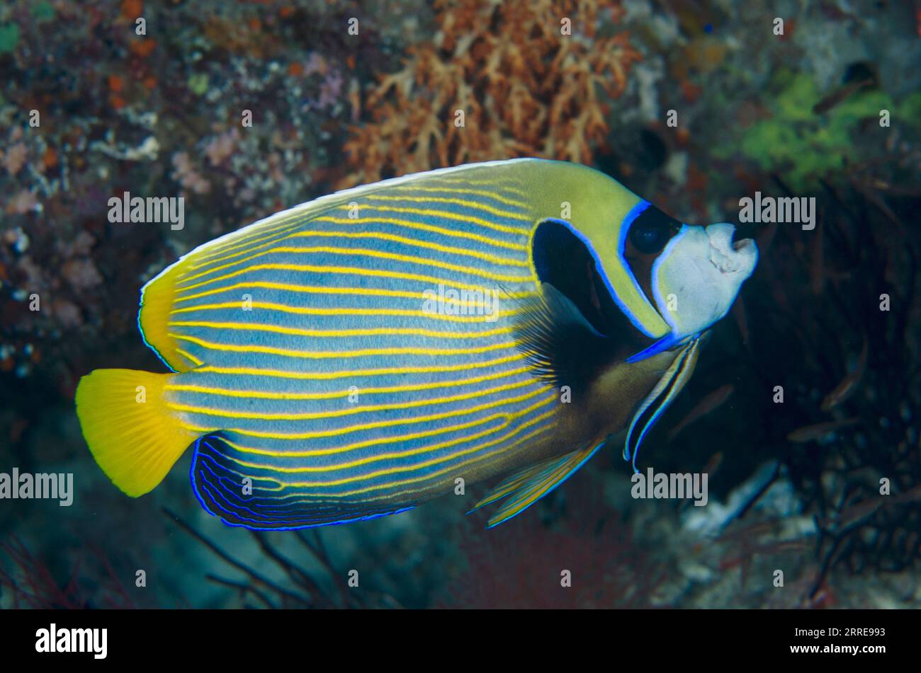 Emperor Angelfish, Pomacanthus imperator, being cleaned by Bluestreak Cleaner Wrasse, Labroides dimidiatus, Nudi Rock dive site, Misool Island, Raja A Stock Photo
