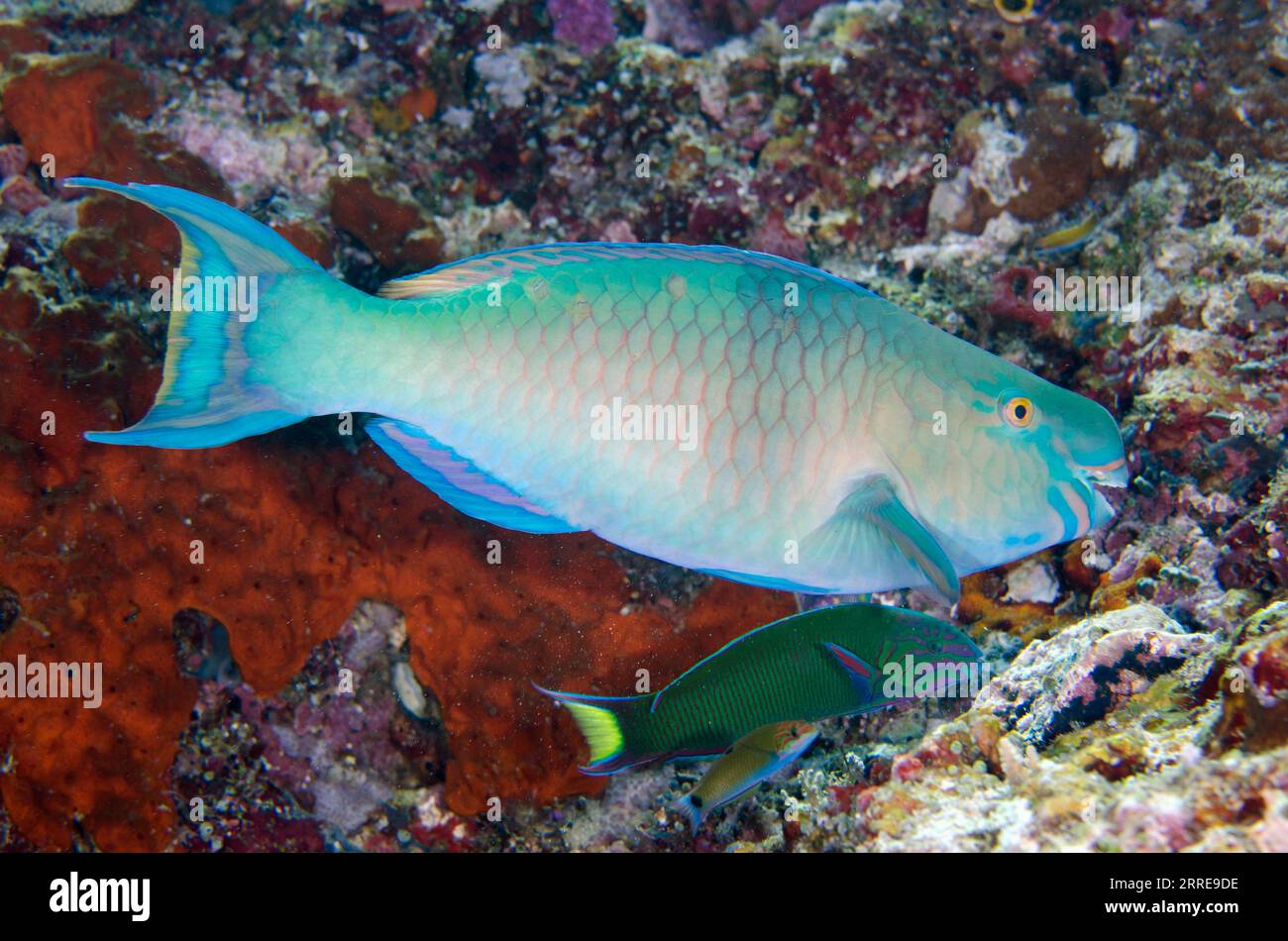 Bluebarred Parrotfish, Scarus ghobban, with juvenile and adult Moon Wrasse, Thalassoma lunare, Tank Rock dive site, Misool Island, Raja Ampat, West Pa Stock Photo