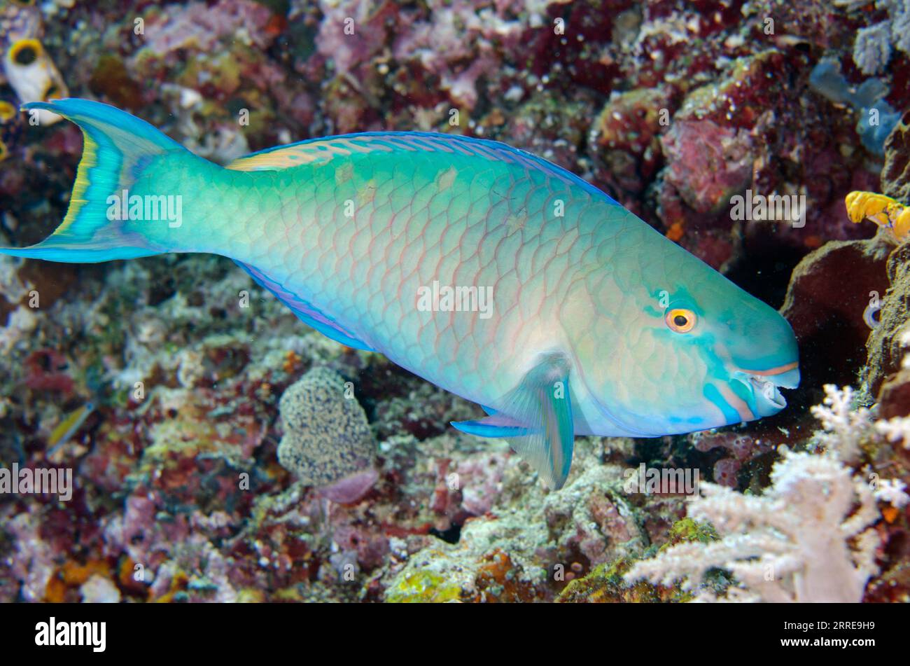 Bluebarred Parrotfish, Scarus ghobban, Tank Rock dive site, Misool Island, Raja Ampat, West Papua, Indonesia Stock Photo