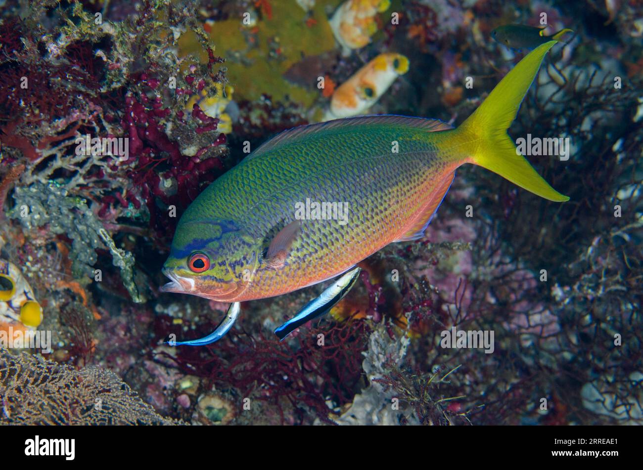 Yellowtail Fusilier, Caesio cuning, being cleaned by pair of Bluestreak Cleaner Wrasse, Labroides dimidiatus, Boo West dive site, Misool Island, Raja Stock Photo