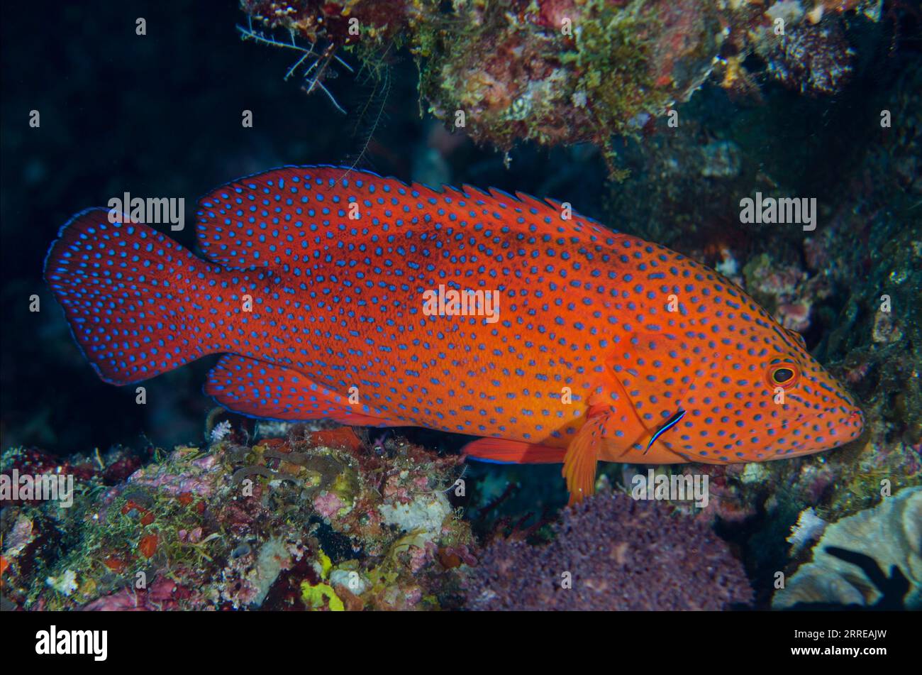 Red Coral Grouper, Cephalopholis miniata, being cleaned by juvenile Bluestreak Cleaner Wrasse, Labroides dimidiatus, Boo West dive site, Misool Island Stock Photo