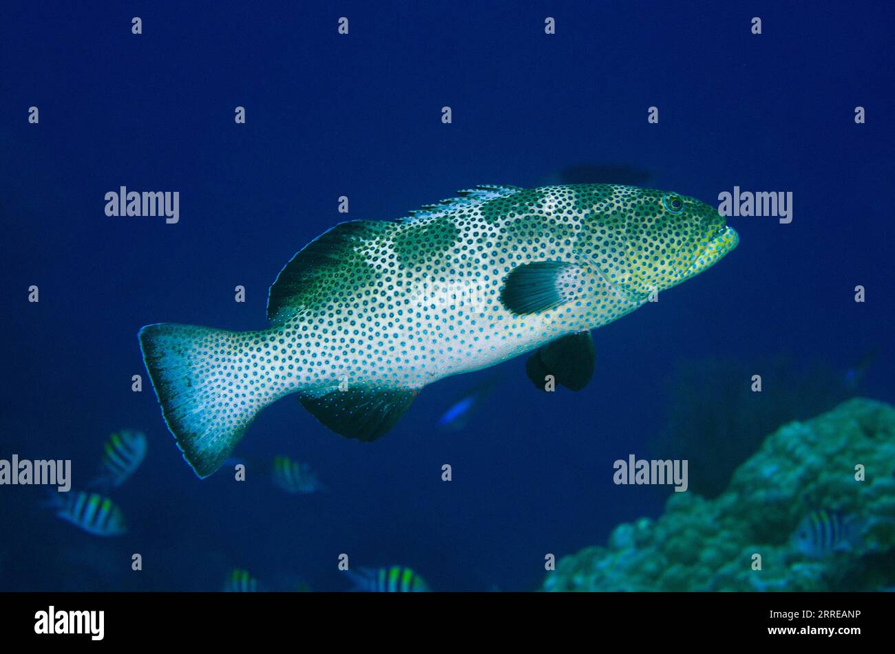 Squaretail Grouper, Plectropomus areolatus, with Indo-Pacific Sergeants, Abudefduf vaigiensi, in background, Boo West dive site, Misool Island, Raja A Stock Photo