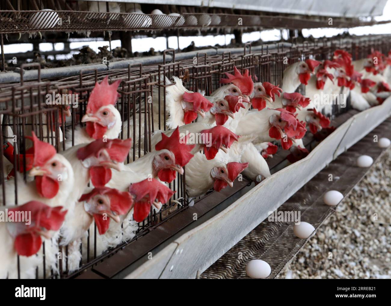 220216 -- KIRYAT MALAKHI, Feb. 16, 2022 -- White Leghorn egg-laying chickens are seen in cages in their hen house at Arugot village near Israeli city of Kiryat Malakhi on Feb. 15, 2022. Israel s Ministry of Agriculture and Rural Development on Monday announced new regulations regarding the use of hen cages in the egg industry. The regulations stipulate that from now on every new hen coop must be without cages, and from June 2029, any use of cage coops in the country will be banned. Photo by /Xinhua ISRAEL-KIRYAT MALAKHI-CHICKENS GilxCohenxMagen PUBLICATIONxNOTxINxCHN Stock Photo
