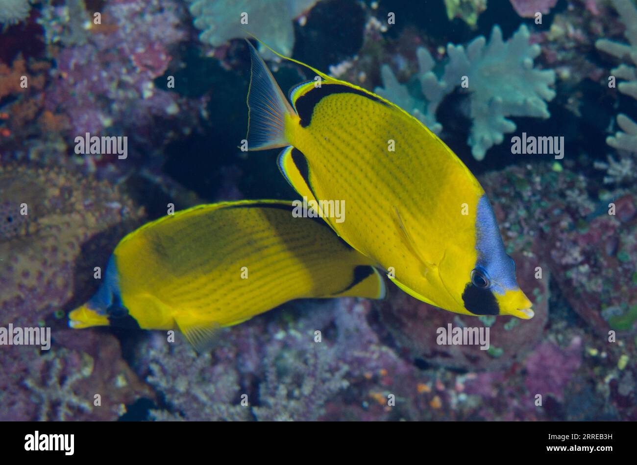 Pair of Dotted Butterflyfish, Chaetodon semeion, Boo West dive site, Misool Island, Raja Ampat, West Papua, Indonesia Stock Photo