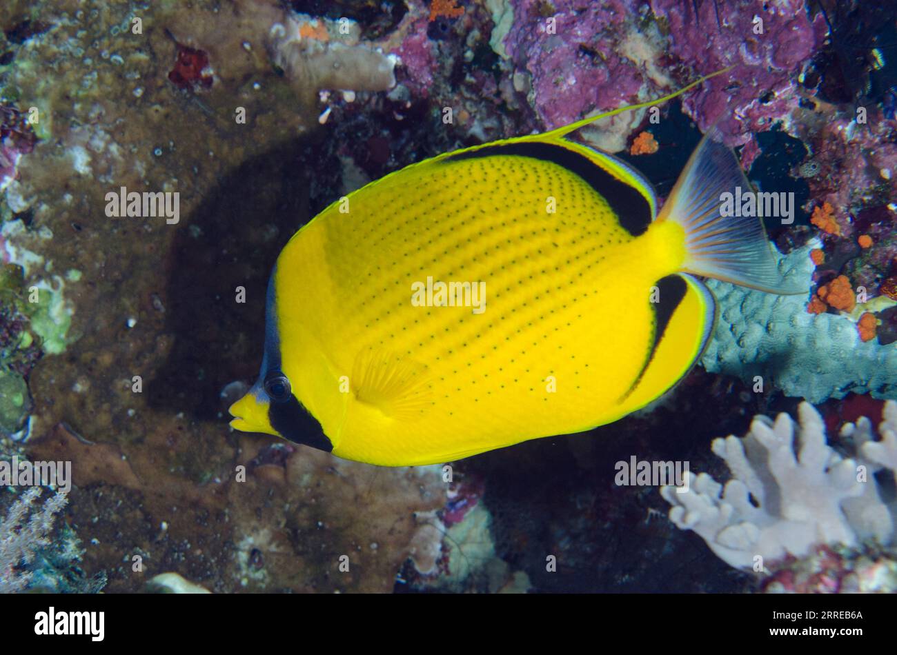 Dotted Butterflyfish, Chaetodon semeion, Boo West dive site, Misool Island, Raja Ampat, West Papua, Indonesia Stock Photo
