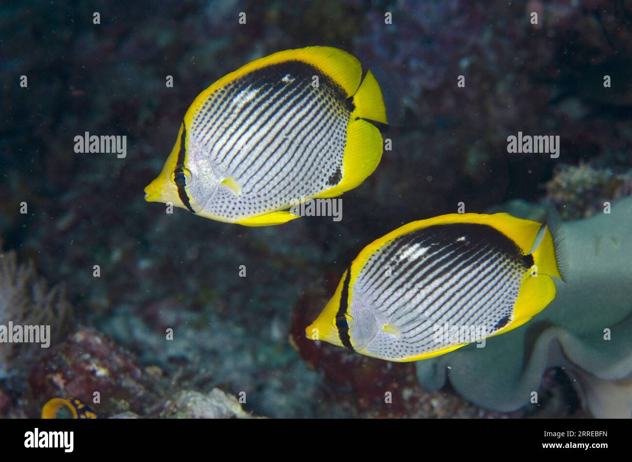 Pair of Black-backed Butterflyfish, Chaetodon melannotus, night dive, Boo East dive site, Misool Island, Raja Ampat, West Papua, Indonesia Stock Photo