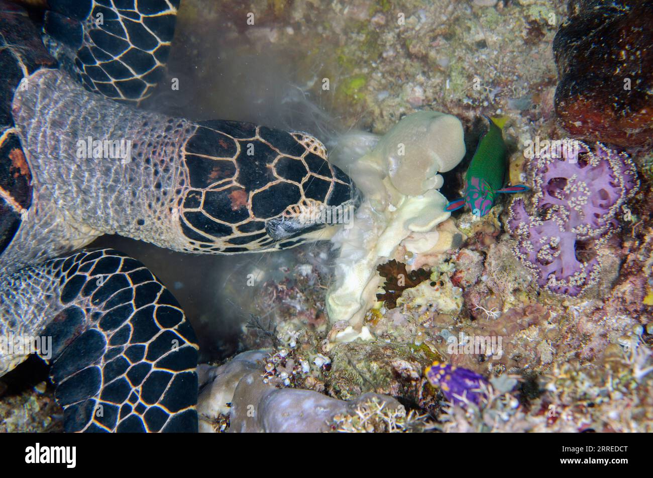 Hawksbill Turtle, Eretmochelys imbricata, classified as Critically Endangered, eating soft coral with with Moon Wrasse, Thalassoma lunare, Boo Window Stock Photo