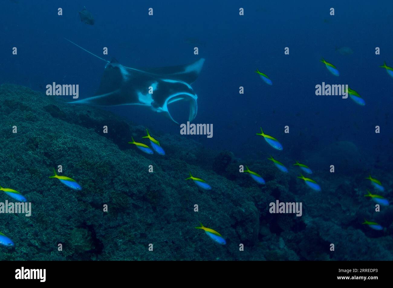 Giant Oceanic Manta Ray, Mobula birostris, classified as Endangered, with school of Blue and Yellow Fusiliers, Caesio teres, Magic Mountaindive site, Stock Photo