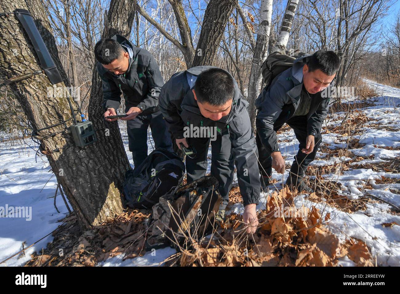 220225 -- CHANGCHUN, Feb. 25, 2022 -- Park rangers remove weeds ...
