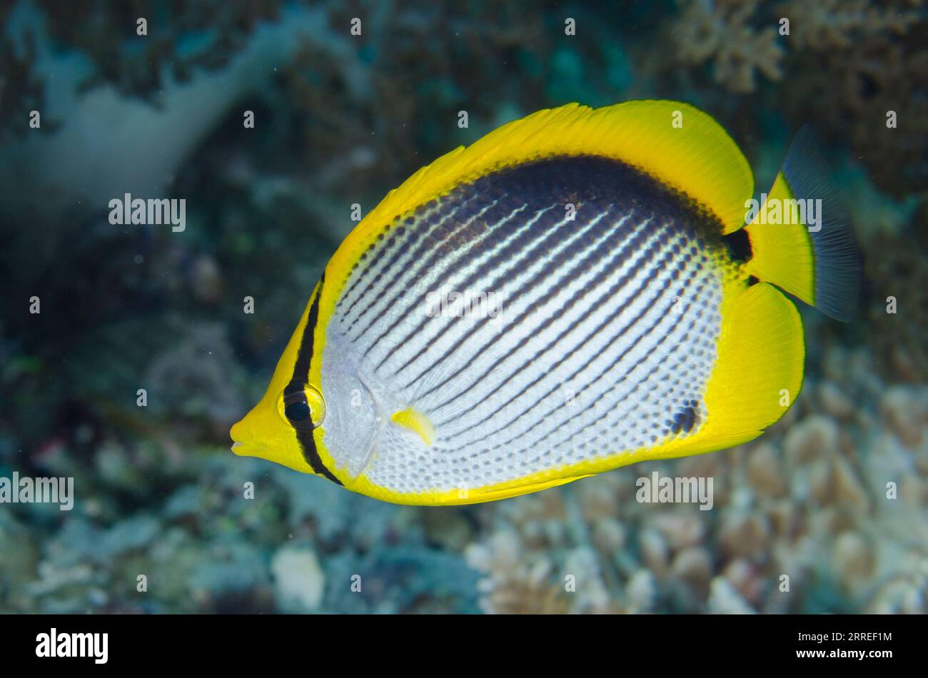 Black-backed Butterflyfish, Chaetodon melannotus, Eagle Nest dive site, Misool Island, Raja Ampat, West Papua, Indonesia Stock Photo