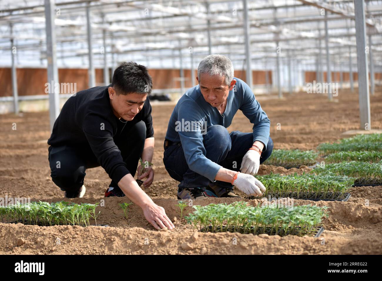 220227 -- SHIJIAZHUANG, Feb. 27, 2022 -- Song Lianfeng L plants vegetable seedlings with a worker at a greenhouse in Gaogongzhuang Township of Xingtai, north China s Hebei Province, Feb. 27, 2022. Song Lianfeng, 39, is a native of Gaogongzhuang. Local farmers mostly grew greenhouse vegetables, but the costs for purchasing seedlings were high. In 2011, Song saw the market demand and decided to engage in vegetable seedling business. In order to master the techniques of vegetable seedling raising and planting, Song spent years studying and exploring. With the help of technicians, he was able to s Stock Photo
