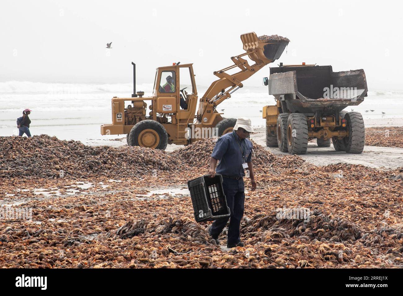 220303 -- WEST COAST SOUTH AFRICA, March 3, 2022 -- People clear rock lobsters on a beach in West Coast area, Western Cape Province, South Africa, on March 3, 2022. South Africa s environmental department on Wednesday said it has activated a contingency plan and issued a red alert after an estimate of 500-tonne rock lobsters had been spotted on the shore as of Tuesday because of a toxic algal bloom, or red tide.  SOUTH AFRICA-WESTERN CAPE-WEST COAST-ROCK LOBSTERS-CLEAN-UP OPERATIONS LyuxTianran PUBLICATIONxNOTxINxCHN Stock Photo