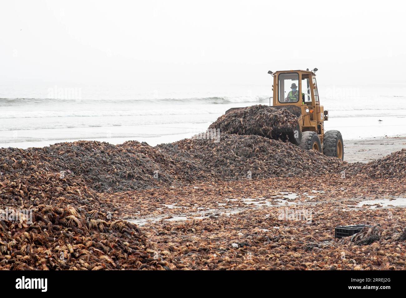 220303 -- WEST COAST SOUTH AFRICA, March 3, 2022 -- A bulldozer clears rock lobsters on a beach in West Coast area, Western Cape Province, South Africa, on March 3, 2022. South Africa s environmental department on Wednesday said it has activated a contingency plan and issued a red alert after an estimate of 500-tonne rock lobsters had been spotted on the shore as of Tuesday because of a toxic algal bloom, or red tide.  SOUTH AFRICA-WESTERN CAPE-WEST COAST-ROCK LOBSTERS-CLEAN-UP OPERATIONS LyuxTianran PUBLICATIONxNOTxINxCHN Stock Photo