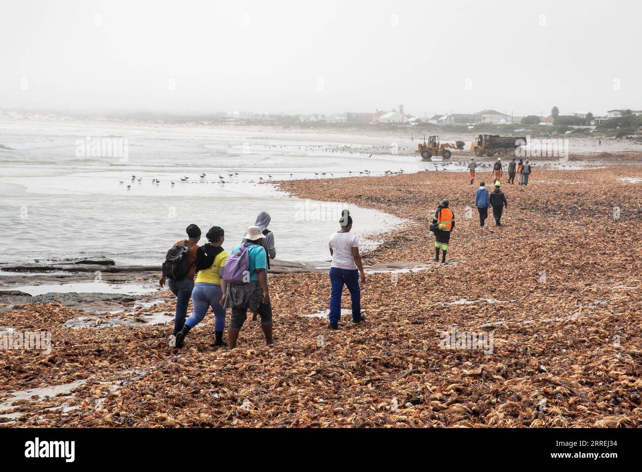 220303 -- WEST COAST SOUTH AFRICA, March 3, 2022 -- People walk on a beach heaped with rock lobsters in West Coast area, Western Cape Province, South Africa, on March 3, 2022. South Africa s environmental department on Wednesday said it has activated a contingency plan and issued a red alert after an estimate of 500-tonne rock lobsters had been spotted on the shore as of Tuesday because of a toxic algal bloom, or red tide.  SOUTH AFRICA-WESTERN CAPE-WEST COAST-ROCK LOBSTERS-CLEAN-UP OPERATIONS LyuxTianran PUBLICATIONxNOTxINxCHN Stock Photo