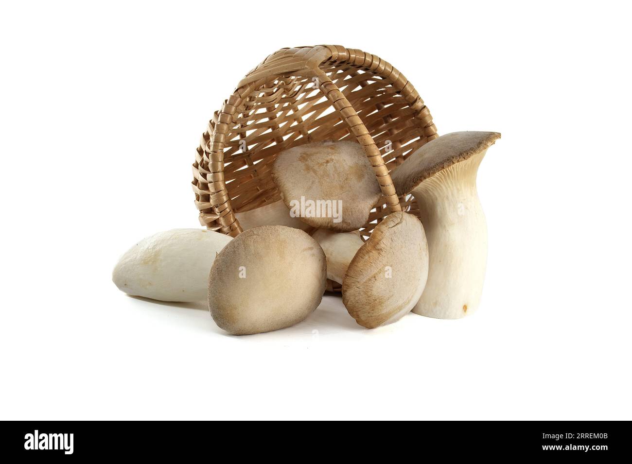Pleurotus eryngii mushroom isolated on white background, also known as king trumpet mushroom