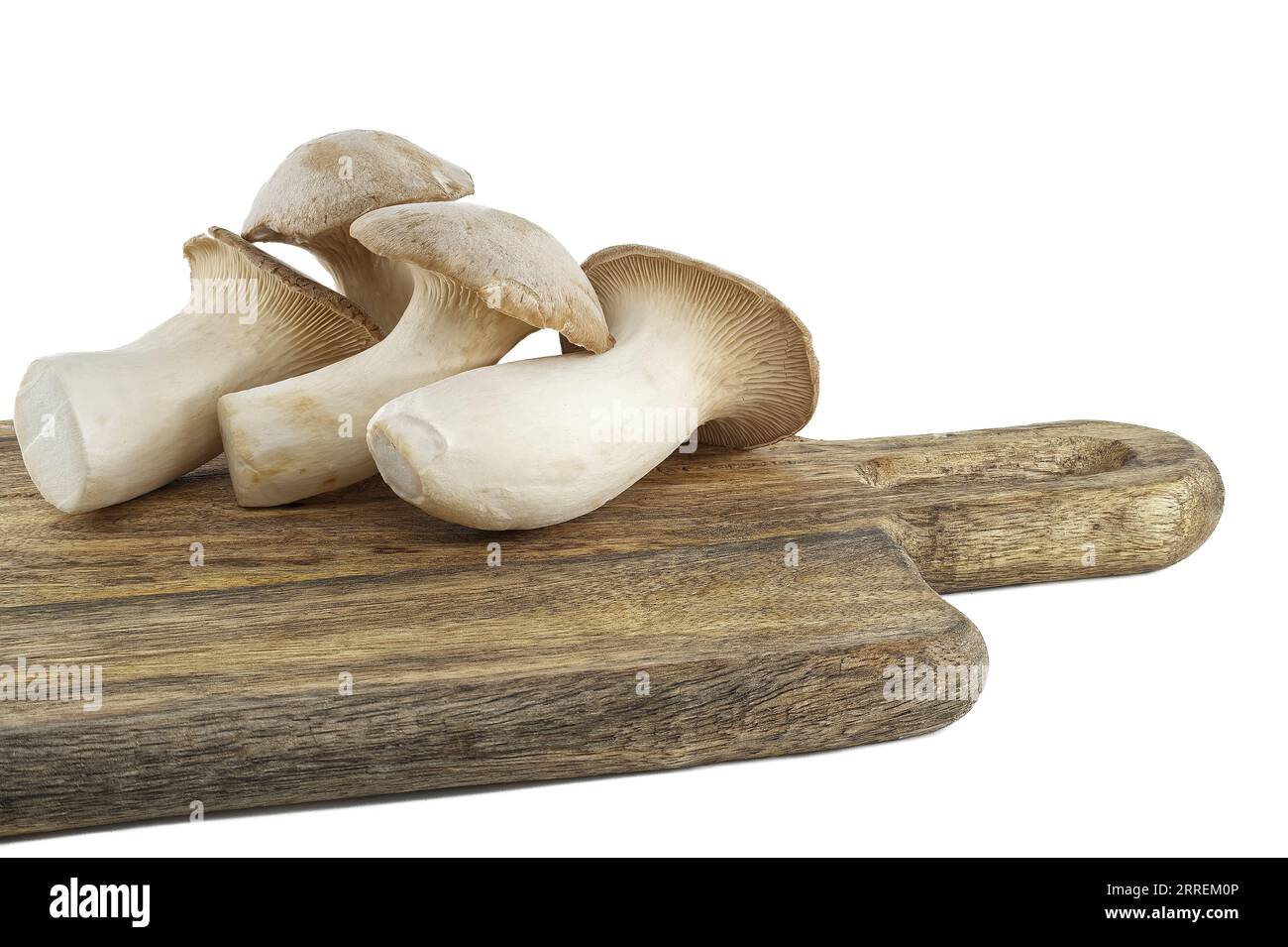 Pleurotus eryngii mushroom isolated on white background, also known as king trumpet mushroom