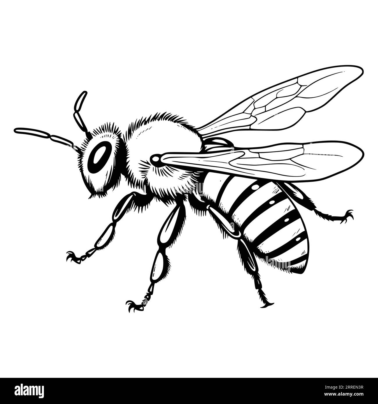 Bee Coloring Pages Drawing For Kids Stock Vector
