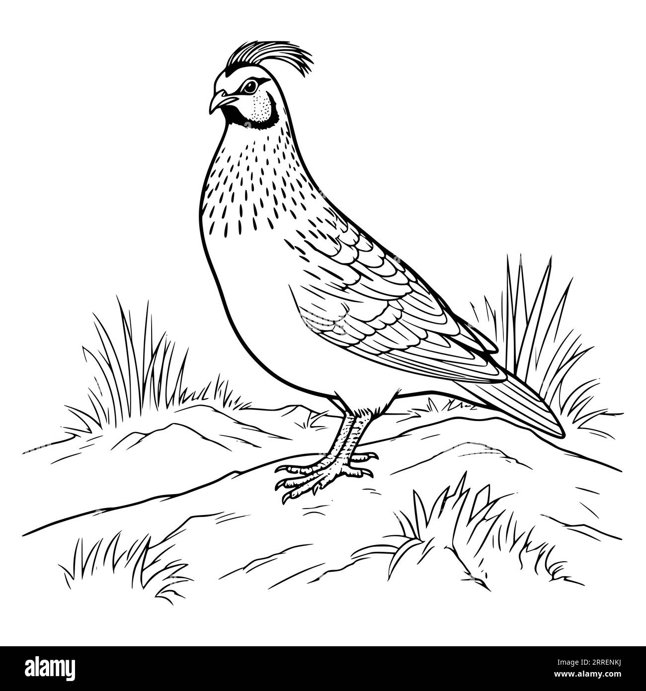 Quail Coloring Page for Kids Stock Vector