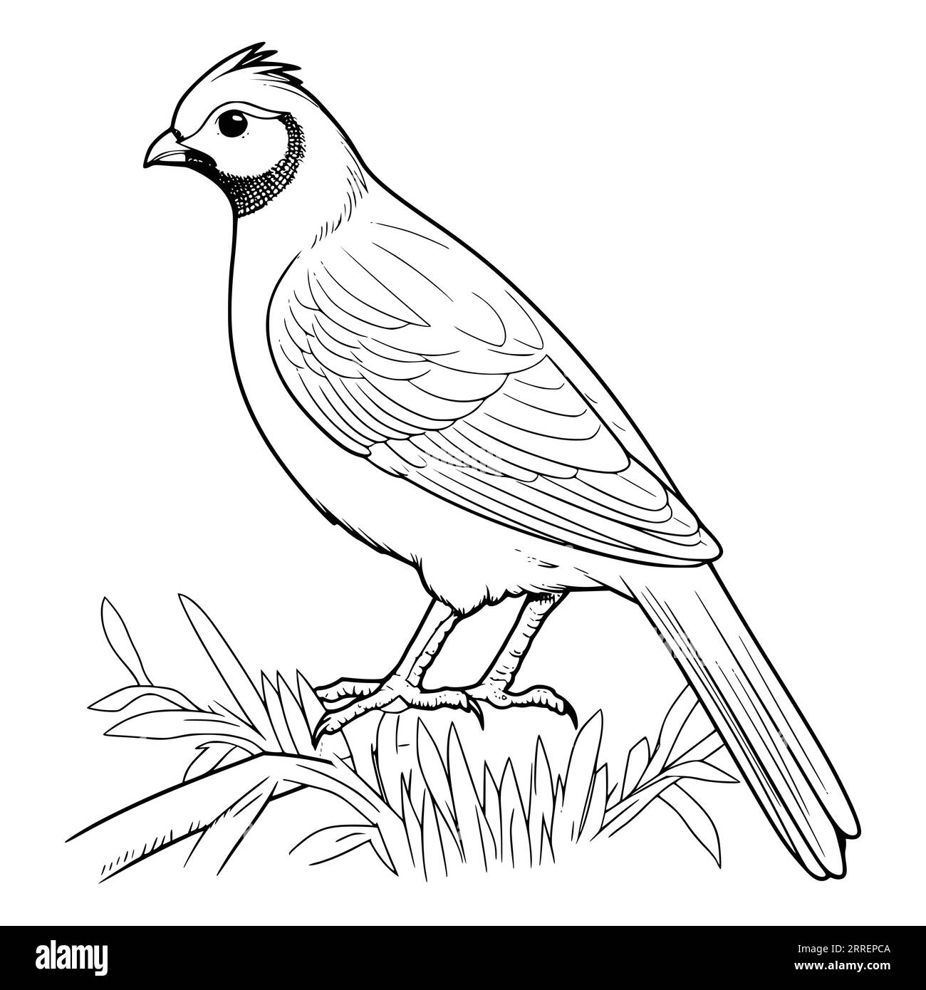 Quail Coloring Page for Kids Stock Vector