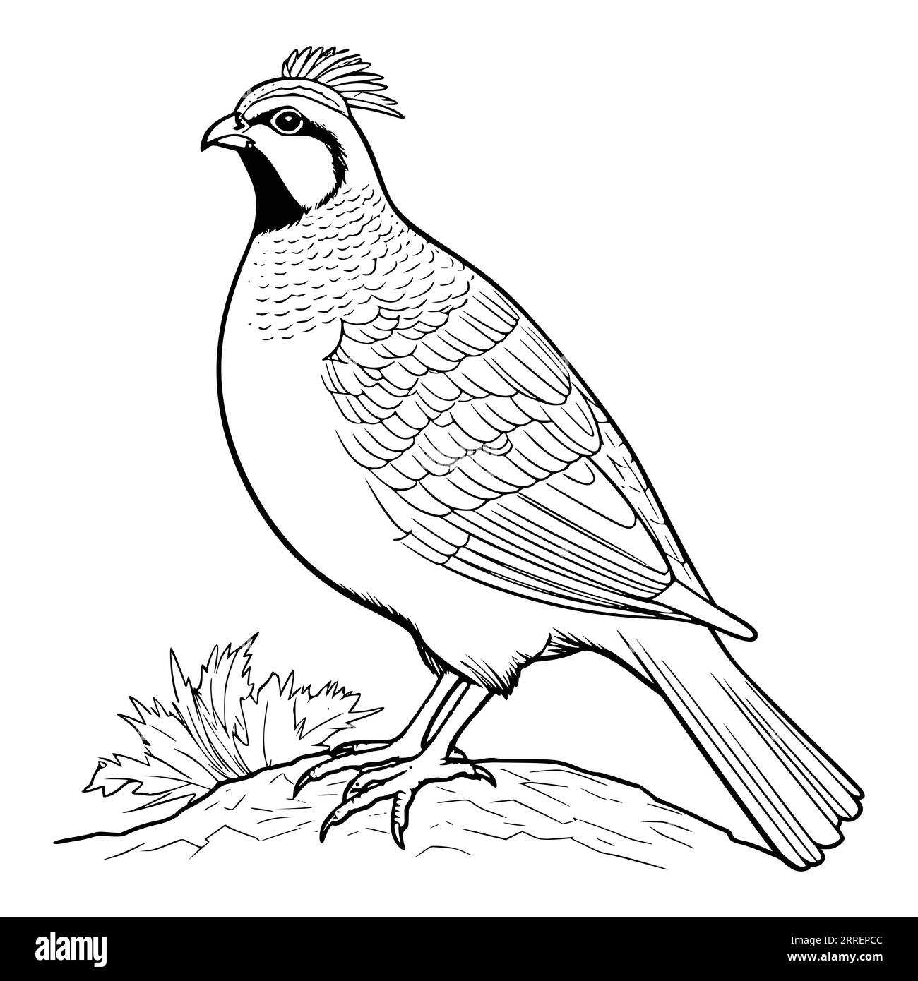 Quail Coloring Page for Kids Stock Vector