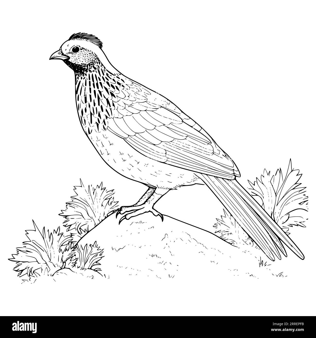 Quail Coloring Page for Kids Stock Vector