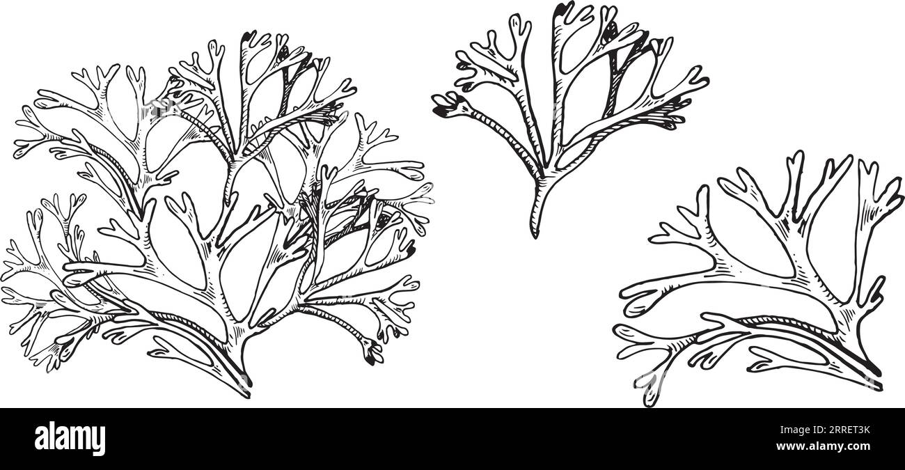 Set of sea plants ink hand drawn illustration isolated on white background. Codium, helpful seaweed black white line vector. Design element for Stock Vector