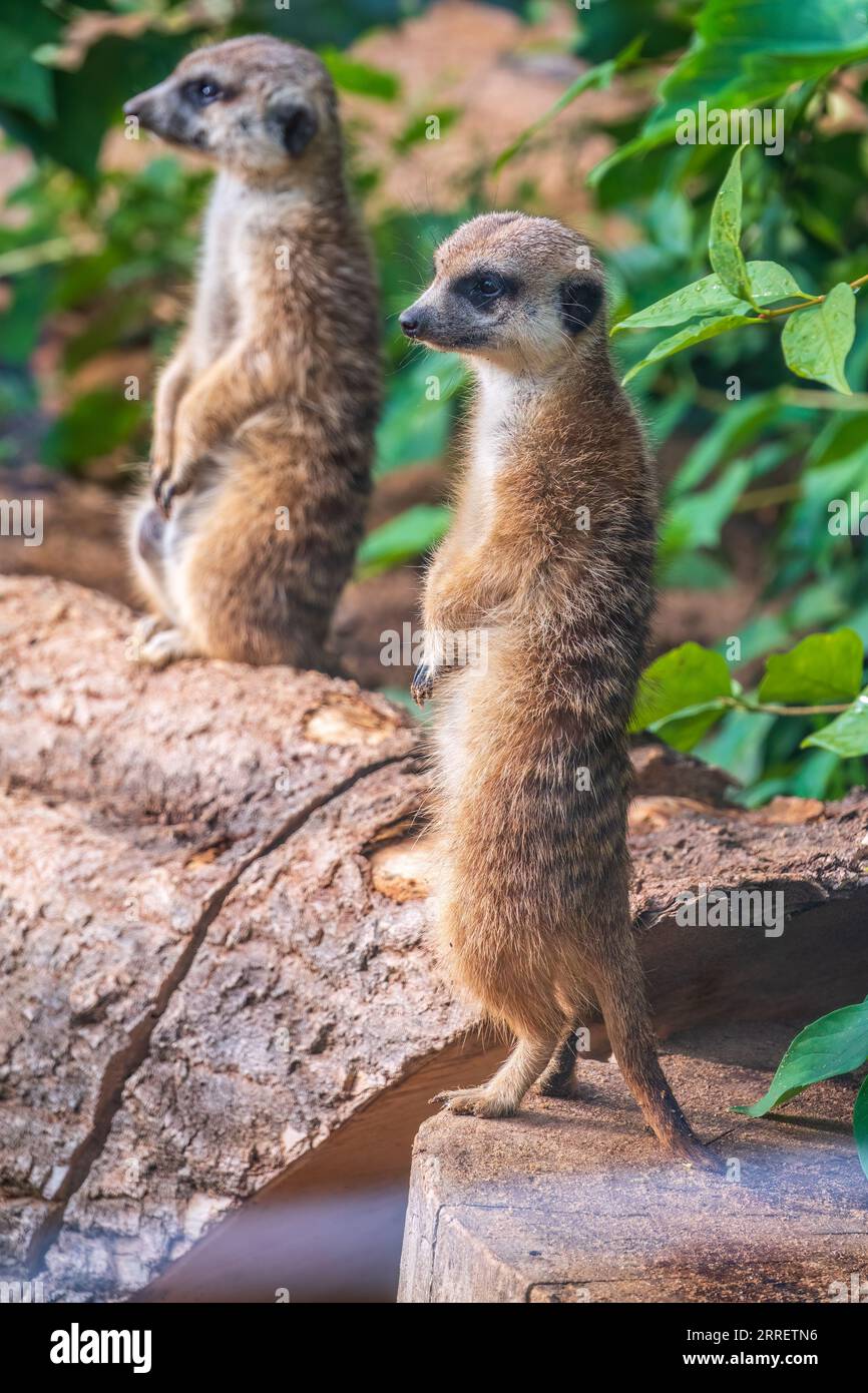 Two cute curious meerkats stand on their hind legs on a sandy hill and ...