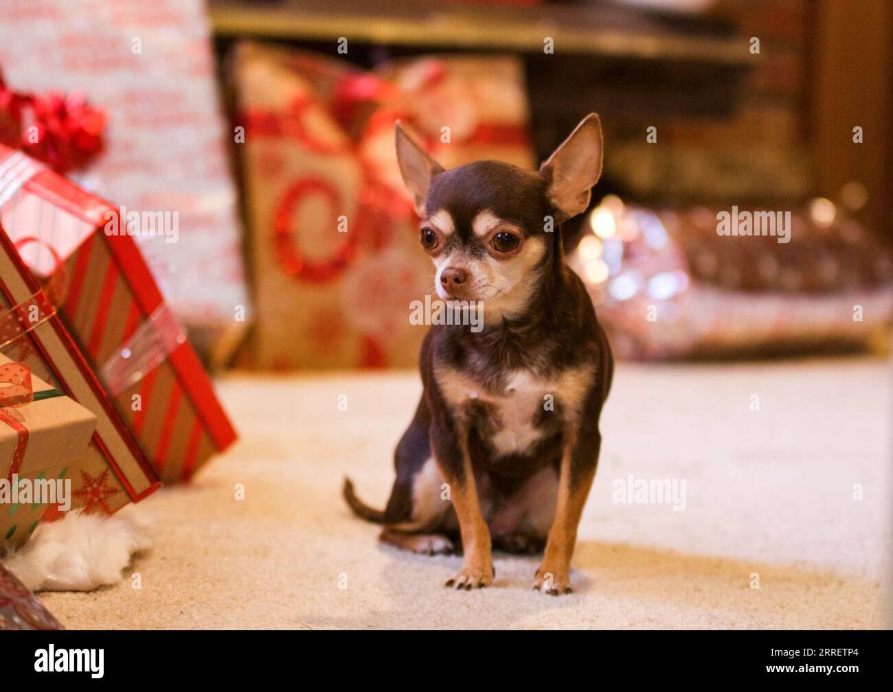 Shorthair chihuahuas hi-res stock photography and images - Alamy