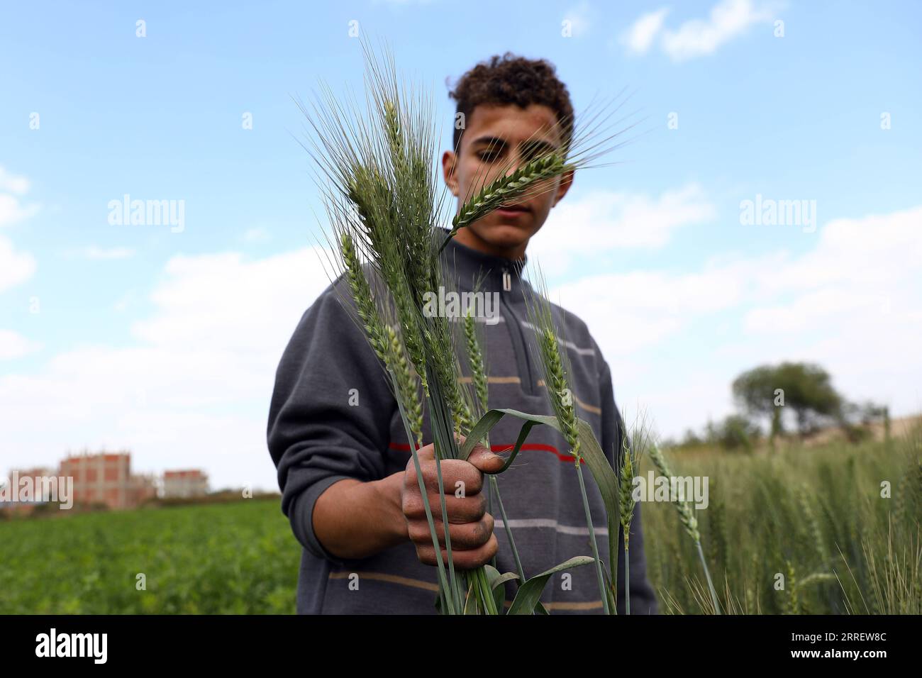 220317 CAIRO, March 17, 2022 A farmer shows ears of wheat at a