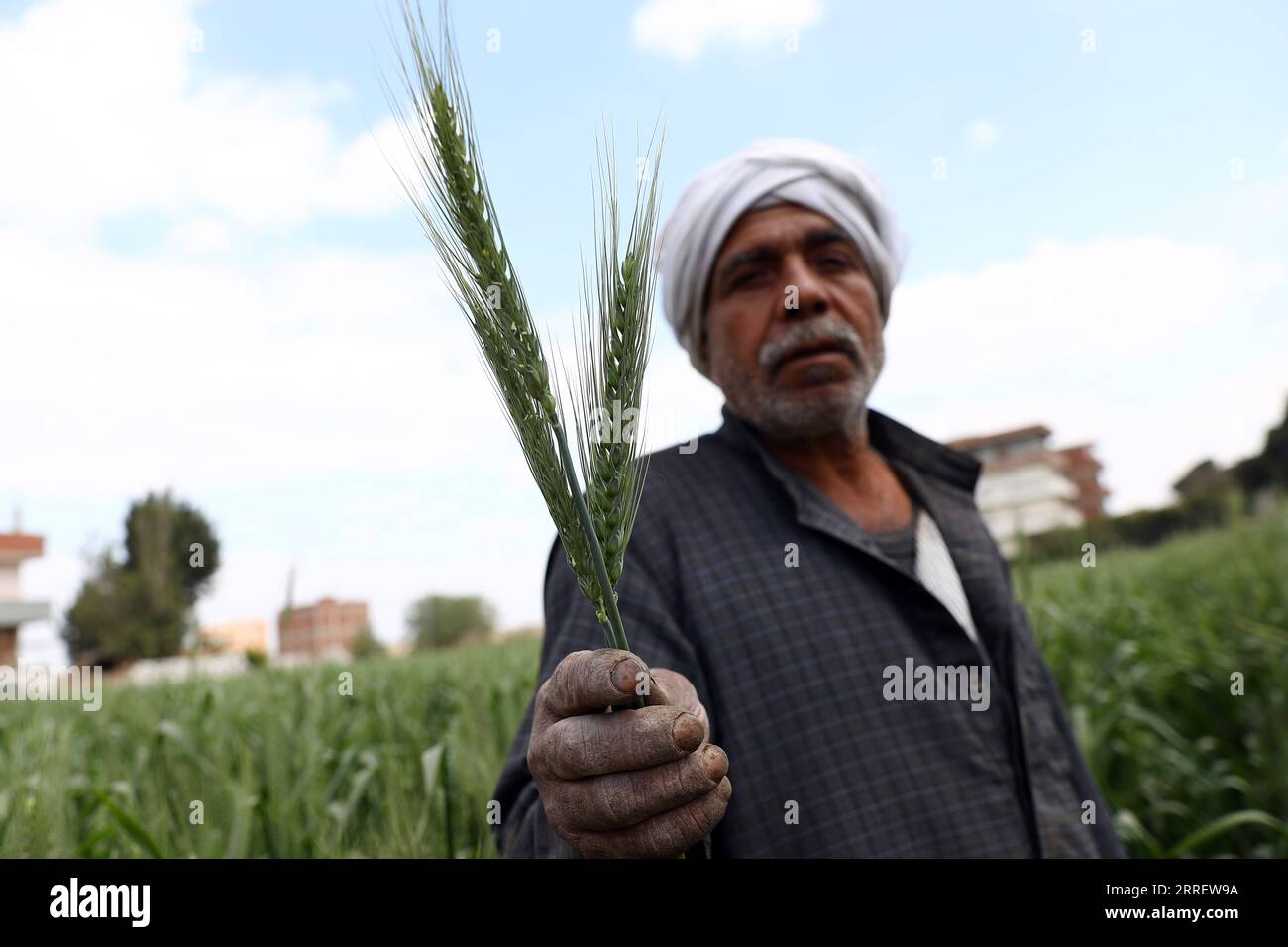 220317 CAIRO, March 17, 2022 A farmer shows ears of wheat at a