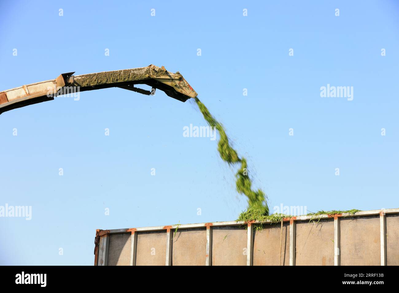 The harvester smashes the grass and sprays it out Stock Photo