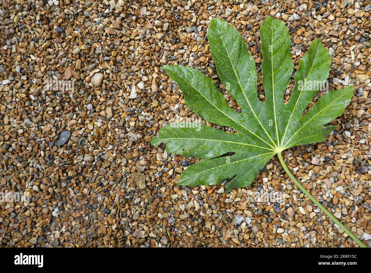 Closeup of an exotic green fallen leaf of the evergreen garden plant Fatsia japonica or Caster Oil plant. Stock Photo