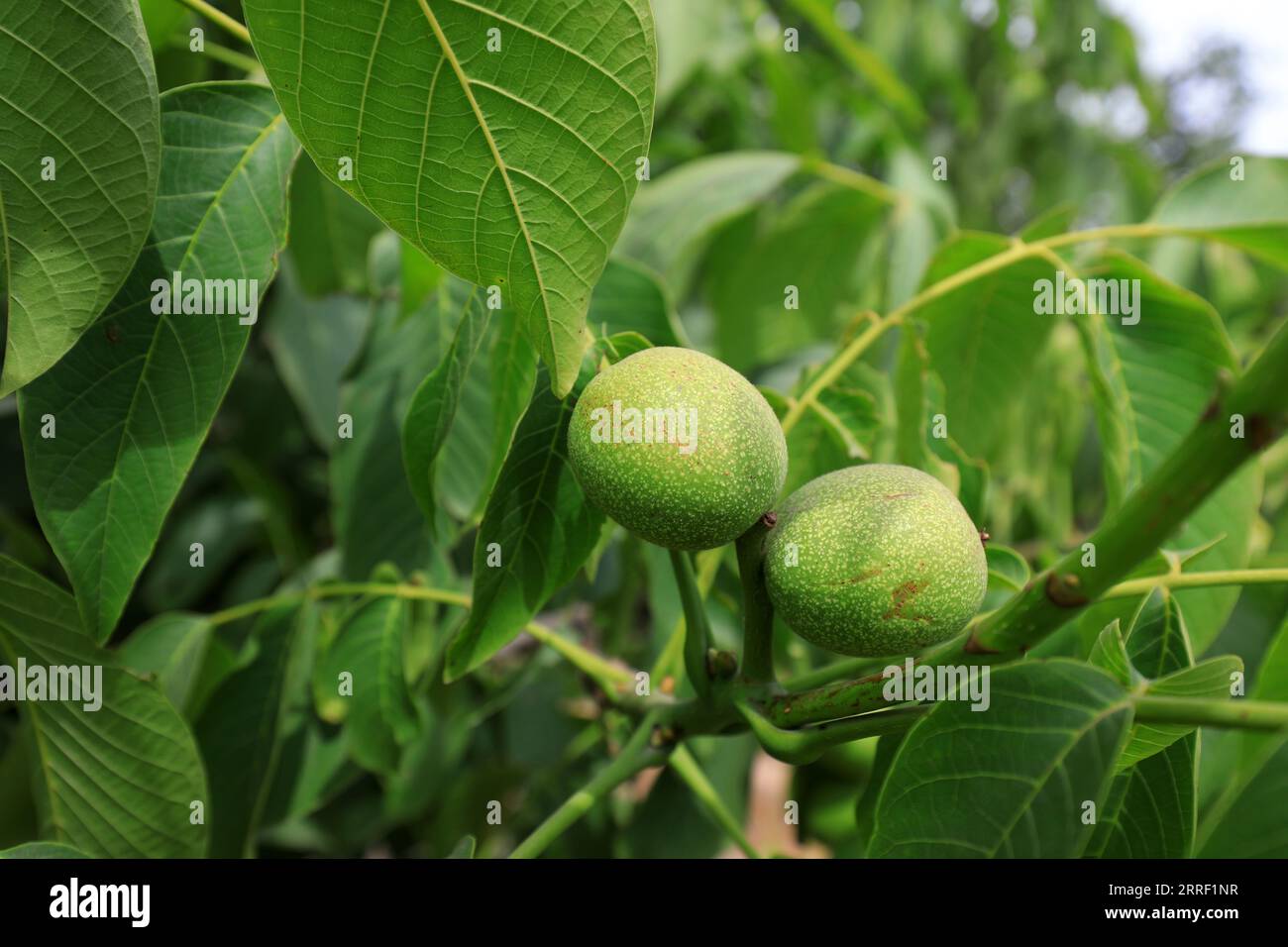 Qingse hi-res stock photography and images - Alamy