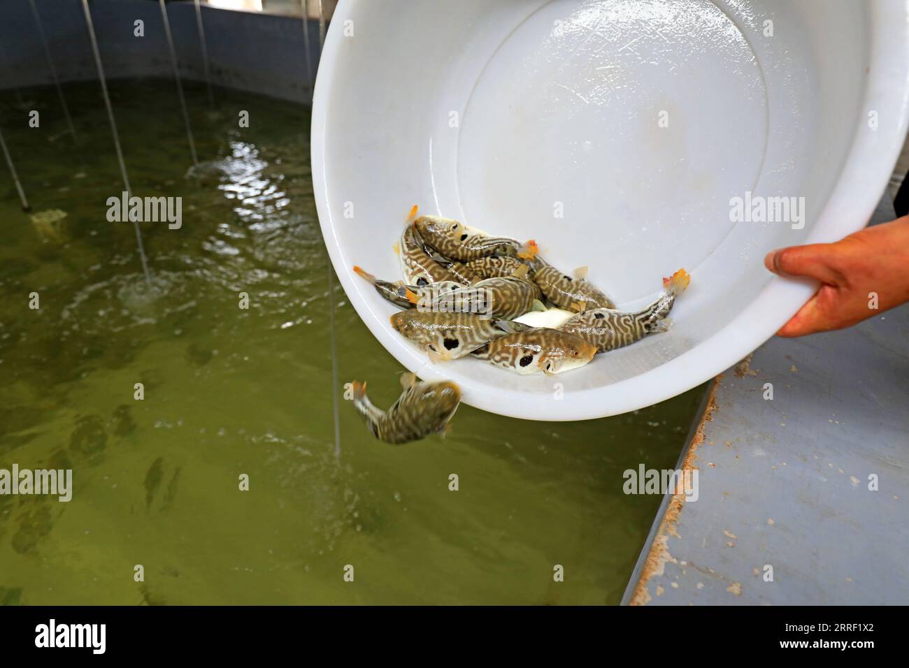 Workers are catching puffer fish on a farm， North China Stock Photo Alamy