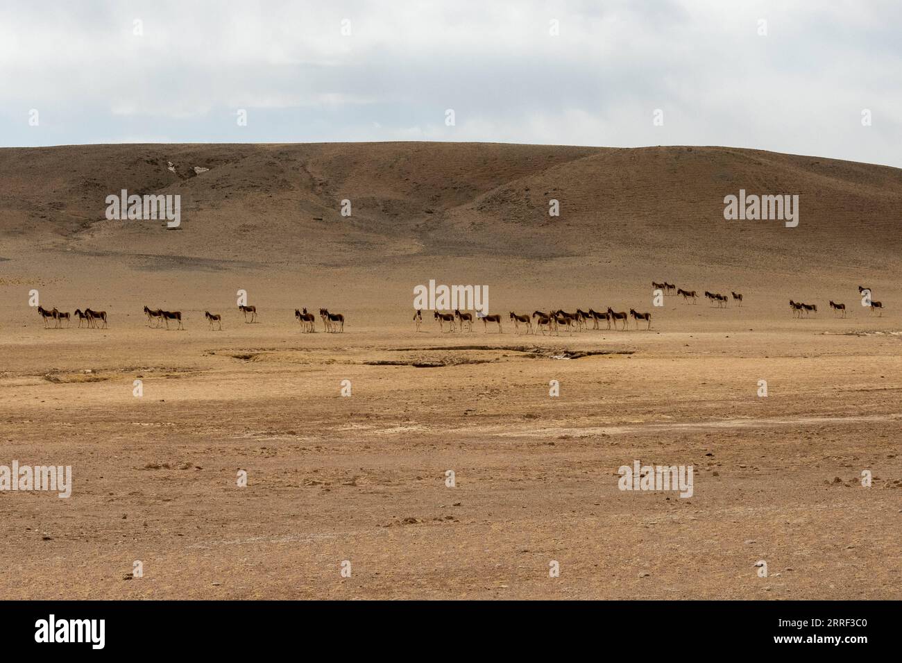 220326 -- NAGQU, March 26, 2022 -- Tibetan wild donkeys are seen in Nagqu of southwest China s Tibet Autonomous Region, March 25, 2022. Tibet Autonomous Region in southwest China has become an ideal habitat for wild animals over the years amid the region s thriving biodiversity protection endeavors. Tibet has seen a steady increase in endangered wildlife population, thanks to its continuous efforts over the past decades.  InTibet CHINA-TIBET-NAGQU-WILD ANIMAL CN WangxZehao PUBLICATIONxNOTxINxCHN Stock Photo