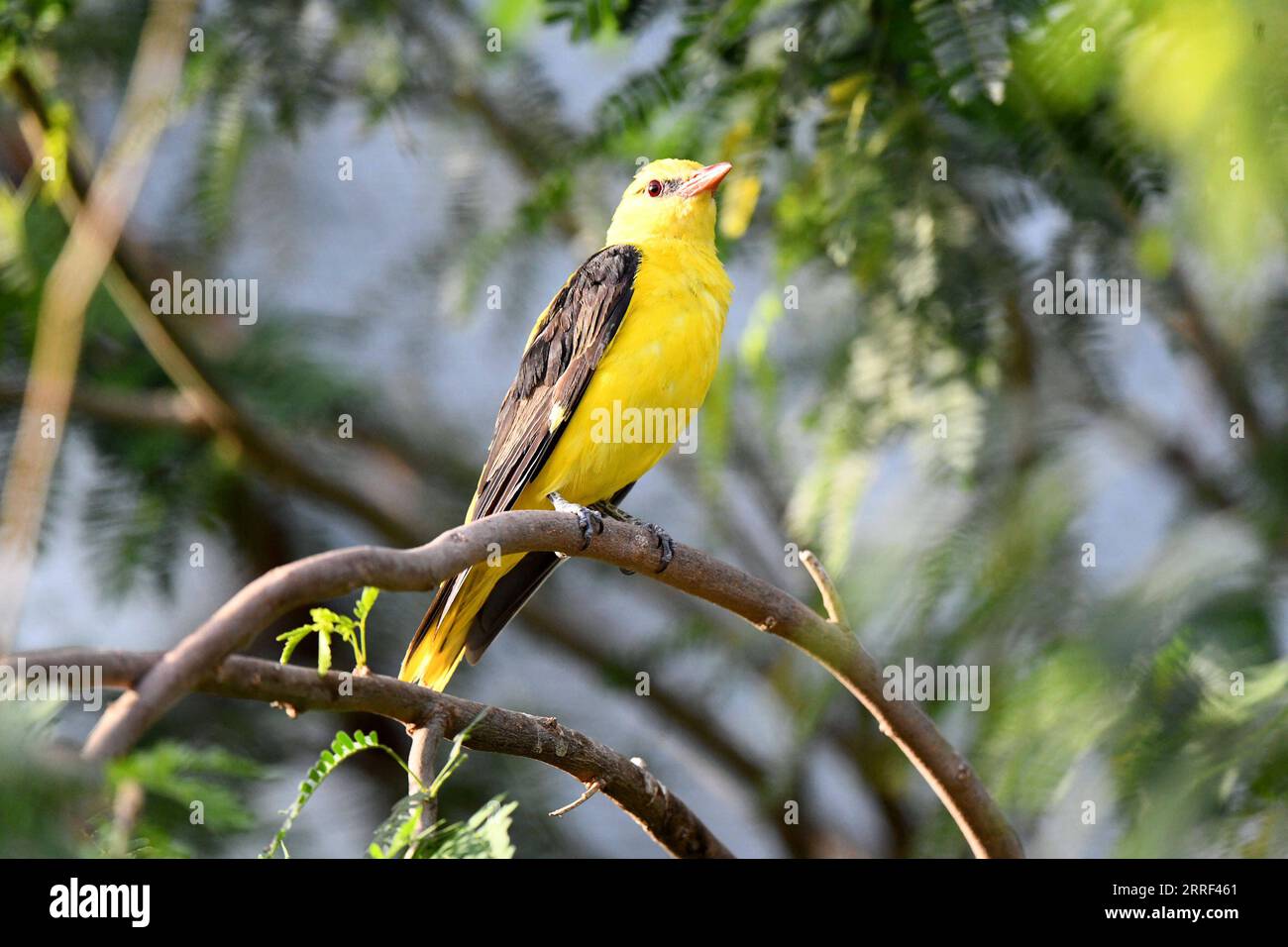 220327 -- WAFRA, March 27, 2022 -- Photo taken on March 26, 2022 shows a bird at a farm in Wafra, Kuwait. Photo by /Xinhua KUWAIT-WAFRA-FARMS-BIRDS GhazyxQaffaf PUBLICATIONxNOTxINxCHN Stock Photo